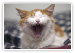 Cat yawning after a long day